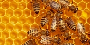 BEES