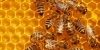 Credit to be the 2012 honeypot: Mercer
