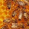 BEES
